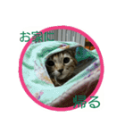 猫スタ（ねこのすたんぷ）（個別スタンプ：3）