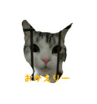 猫スタ（ねこのすたんぷ）（個別スタンプ：4）
