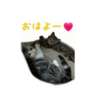 猫スタ（ねこのすたんぷ）（個別スタンプ：5）