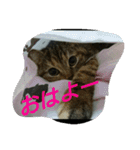 猫スタ（ねこのすたんぷ）（個別スタンプ：6）