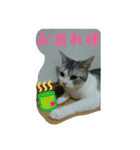 猫スタ（ねこのすたんぷ）（個別スタンプ：7）