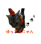 猫スタ（ねこのすたんぷ）（個別スタンプ：8）
