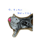 猫スタ（ねこのすたんぷ）（個別スタンプ：9）