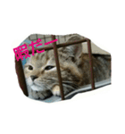 猫スタ（ねこのすたんぷ）（個別スタンプ：11）