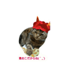 猫スタ（ねこのすたんぷ）（個別スタンプ：13）