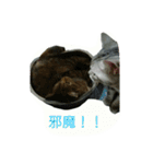猫スタ（ねこのすたんぷ）（個別スタンプ：15）