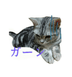 猫スタ（ねこのすたんぷ）（個別スタンプ：16）