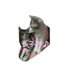 猫スタ（ねこのすたんぷ）（個別スタンプ：17）