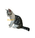 猫スタ（ねこのすたんぷ）（個別スタンプ：18）