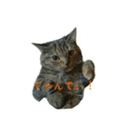 猫スタ（ねこのすたんぷ）（個別スタンプ：20）