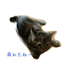 猫スタ（ねこのすたんぷ）（個別スタンプ：21）