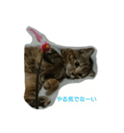 猫スタ（ねこのすたんぷ）（個別スタンプ：22）