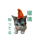 猫スタ（ねこのすたんぷ）（個別スタンプ：23）