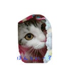 猫スタ（ねこのすたんぷ）（個別スタンプ：24）