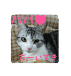 猫スタ（ねこのすたんぷ）（個別スタンプ：27）