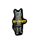 猫スタ（ねこのすたんぷ）（個別スタンプ：29）
