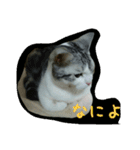 猫スタ（ねこのすたんぷ）（個別スタンプ：31）