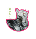 猫スタ（ねこのすたんぷ）（個別スタンプ：32）