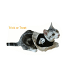 猫スタ（ねこのすたんぷ）（個別スタンプ：33）