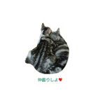 猫スタ（ねこのすたんぷ）（個別スタンプ：34）