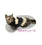 猫スタ（ねこのすたんぷ）（個別スタンプ：35）