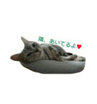 猫スタ（ねこのすたんぷ）（個別スタンプ：37）