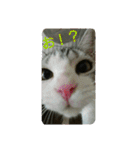 猫スタ（ねこのすたんぷ）（個別スタンプ：38）