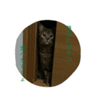 猫スタ（ねこのすたんぷ）（個別スタンプ：39）