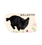 リアルな黒猫・敬語（個別スタンプ：6）