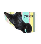 リアルな黒猫・敬語（個別スタンプ：10）