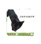 リアルな黒猫・敬語（個別スタンプ：13）