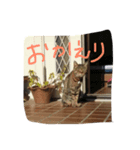 みやちゃん（個別スタンプ：8）