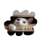 ちゃちゃみるくー（個別スタンプ：2）