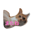 ちゃちゃみるくー（個別スタンプ：5）