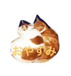 ちゃちゃみるくー（個別スタンプ：6）