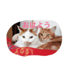 ちゃちゃみるくー（個別スタンプ：8）