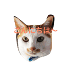 ちゃちゃみるくー（個別スタンプ：11）