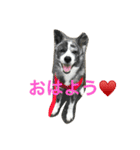 秋田犬 うた（個別スタンプ：1）