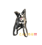 秋田犬 うた（個別スタンプ：2）