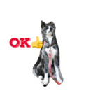 秋田犬 うた（個別スタンプ：6）