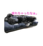 秋田犬 うた（個別スタンプ：10）