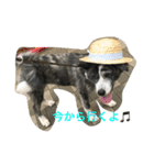 秋田犬 うた（個別スタンプ：12）