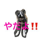 秋田犬 うた（個別スタンプ：19）
