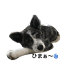 秋田犬 うた（個別スタンプ：20）