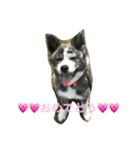 秋田犬 うた（個別スタンプ：23）
