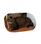ウチの猫たん（個別スタンプ：1）