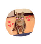 ウチの猫たん（個別スタンプ：3）