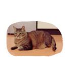 ウチの猫たん（個別スタンプ：4）
