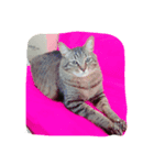 ウチの猫たん（個別スタンプ：5）