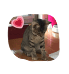 ウチの猫たん（個別スタンプ：6）